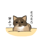 吾輩は猫のぼうちゃんである（個別スタンプ：12）