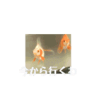 金魚ちゃんスタンプ（琉金）（個別スタンプ：4）