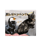 動く黒猫ハルとロビン6（個別スタンプ：10）