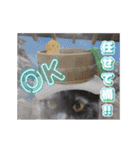 動く黒猫ハルとロビン6（個別スタンプ：15）