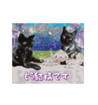 動く黒猫ハルとロビン6（個別スタンプ：19）