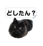 猫ミーム詰め合わせセット【面白い可愛い】（個別スタンプ：23）