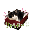 うちの可愛いニャンズ♡ 1（個別スタンプ：1）