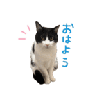 うちの可愛いニャンズ♡ 1（個別スタンプ：4）