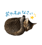 うちの可愛いニャンズ♡ 1（個別スタンプ：6）