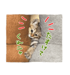 うちの可愛いニャンズ♡ 1（個別スタンプ：8）