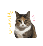 うちの可愛いニャンズ♡ 1（個別スタンプ：9）
