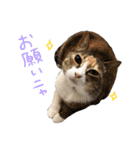 うちの可愛いニャンズ♡ 1（個別スタンプ：12）