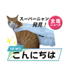 うちのニャンズ日常会話 猫（個別スタンプ：2）