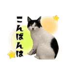 うちのニャンズ日常会話 猫（個別スタンプ：3）