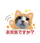 うちのニャンズ日常会話 猫（個別スタンプ：4）