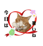 うちのニャンズ日常会話 猫（個別スタンプ：6）