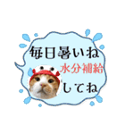 うちのニャンズ日常会話 猫（個別スタンプ：7）