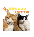 うちのニャンズ日常会話 猫（個別スタンプ：8）