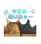 うちのニャンズ日常会話 猫（個別スタンプ：9）