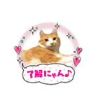 うちのニャンズ日常会話 猫（個別スタンプ：11）