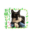 うちのニャンズ日常会話 猫（個別スタンプ：14）