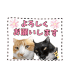 うちのニャンズ日常会話 猫（個別スタンプ：15）