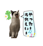 うちのニャンズ日常会話 猫（個別スタンプ：16）