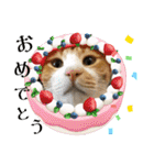 うちのニャンズ日常会話 猫（個別スタンプ：17）