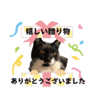 うちのニャンズ日常会話 猫（個別スタンプ：18）