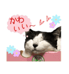 うちのニャンズ日常会話 猫（個別スタンプ：25）