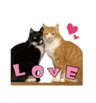 うちのニャンズ日常会話 猫（個別スタンプ：26）