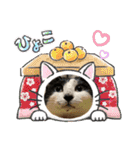 うちのニャンズ日常会話 猫（個別スタンプ：28）