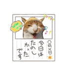うちのニャンズ日常会話 猫（個別スタンプ：29）
