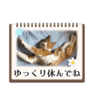 うちのニャンズ日常会話 猫（個別スタンプ：30）