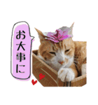 うちのニャンズ日常会話 猫（個別スタンプ：31）