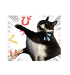 うちのニャンズ日常会話 猫（個別スタンプ：33）