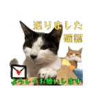 うちのニャンズ日常会話 猫（個別スタンプ：34）