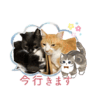 うちのニャンズ日常会話 猫（個別スタンプ：35）