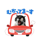 うちのニャンズ日常会話 猫（個別スタンプ：37）