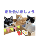 うちのニャンズ日常会話 猫（個別スタンプ：38）