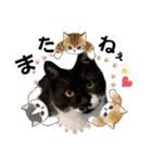 うちのニャンズ日常会話 猫（個別スタンプ：39）