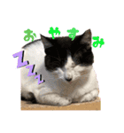 うちのニャンズ日常会話 猫（個別スタンプ：40）