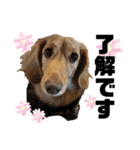 Marron's stickers.（個別スタンプ：2）