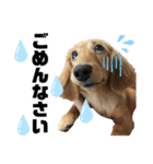 Marron's stickers.（個別スタンプ：7）