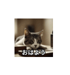 仕事猫 あいさつ（個別スタンプ：1）