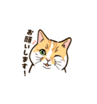 ねこまみれ（ゆるっと敬語・多め）（個別スタンプ：1）