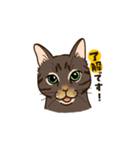 ねこまみれ（ゆるっと敬語・多め）（個別スタンプ：5）