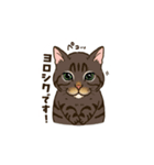 ねこまみれ（ゆるっと敬語・多め）（個別スタンプ：17）