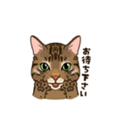 ねこまみれ（ゆるっと敬語・多め）（個別スタンプ：20）