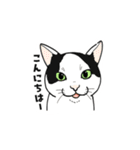 ねこまみれ（ゆるっと敬語・多め）（個別スタンプ：22）