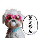 犬ミームで遊ぼう。（個別スタンプ：3）