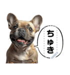 犬ミームで遊ぼう。（個別スタンプ：6）