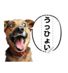 犬ミームで遊ぼう。（個別スタンプ：10）