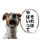 犬ミームで遊ぼう。（個別スタンプ：14）